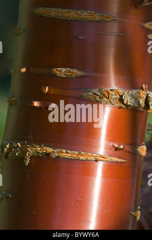 Prunus Serrula, Kofferraum im winter Stockfoto