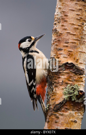 Buntspecht (Dendrocopos großen) auf Silver Birch, Männlich Stockfoto