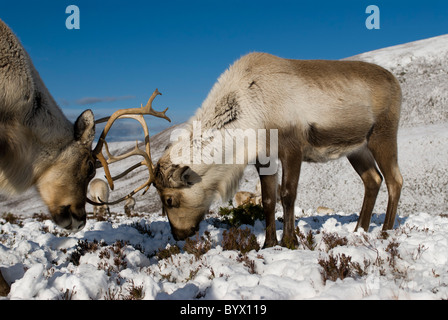 Rentier (Rangifer Tarandus), männlich und weiblich, Geweih gesperrt, winter Stockfoto