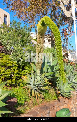 Eine Agave Blume in einem Park in Funchal, Madeira Stockfoto