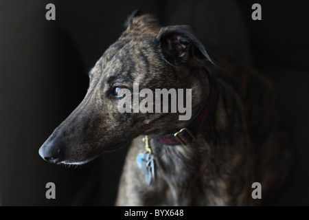 Eine Nahaufnahme von einem Windhund-Hund. Stockfoto