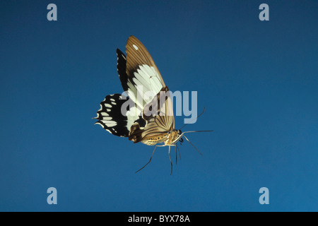 Papilio Dardanus Schmetterling männlich im Flug Afrika Stockfoto