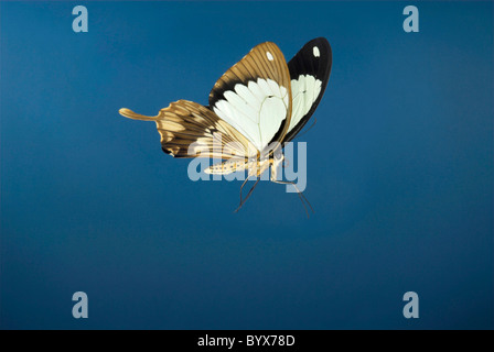 Papilio Dardanus Schmetterling männlich im Flug Afrika Stockfoto