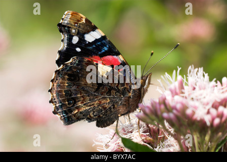 Roter Admiral Schmetterling Vanessa Atalanta UK Stockfoto