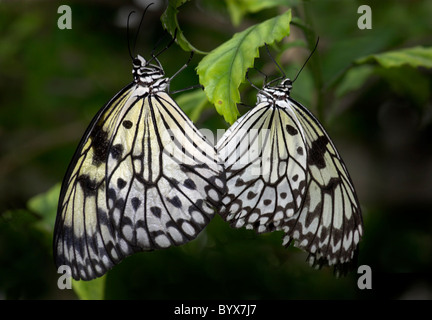 Baum Nymphe Schmetterlinge paar Paarung Idee Leuconoe Südasien Stockfoto