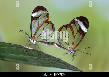 Greta Oto Clearwing Glasswing Schmetterling Mittelamerika Stockfoto