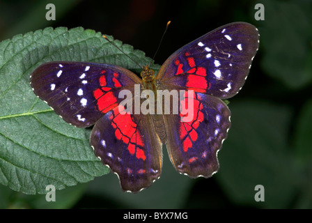 Braun Pfau oder Scarlet Peacock Butterfly Anartia amathea Stockfoto