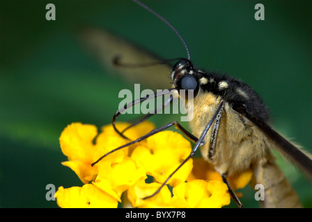 Lime Schwalbenschwanz Schmetterling Papilio Demoleus Asien Fütterung Stockfoto