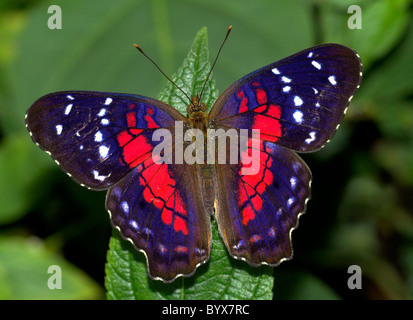 Braun Pfau oder Scarlet Peacock Butterfly Anartia amathea Stockfoto