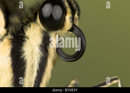 Der Schmetterling gewellt Zunge oder Probiscus Schwalbenschwanz Afrika hautnah Stockfoto