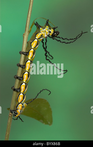 Brahmaea Hearseyi Moth Caterpillar Borneo Stockfoto