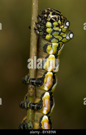 Brahmaea Hearseyi Moth Caterpillar Borneo Stockfoto