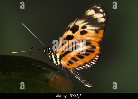 Ismenius Tiger Schmetterling Heliconius Ismenius Südamerika Stockfoto