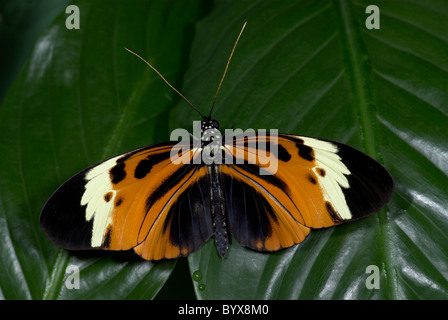 Heliconius Melpomene Schmetterling Mittelamerika Stockfoto