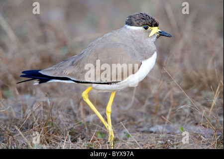 Gelb-Flecht-Kiebitz Vanellus Malabaricus Indien Stockfoto