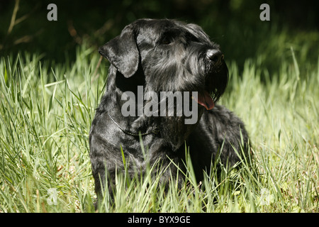 Riesenschnauzer / Riesenschnauzer Stockfoto