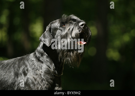 Riesenschnauzer / Riesenschnauzer Stockfoto