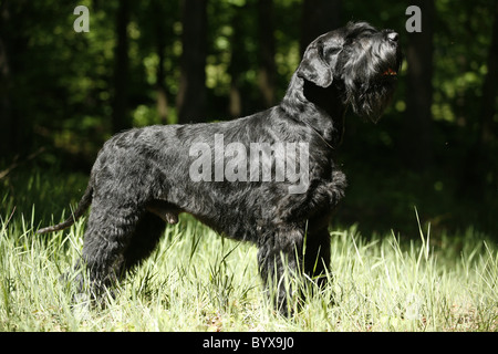 Riesenschnauzer / Riesenschnauzer Stockfoto