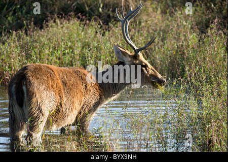 Sumpf Hirsch Cervus Duvauceli Indien Stockfoto