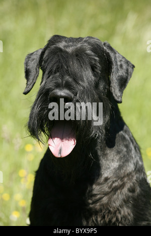 Riesenschnauzer / Riesenschnauzer Stockfoto