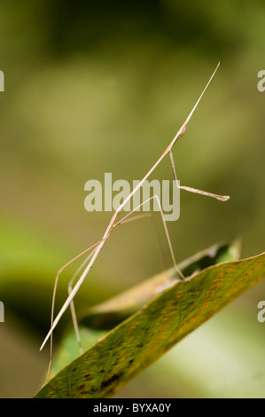 Stabheuschrecke auf Blatt Indien Stockfoto