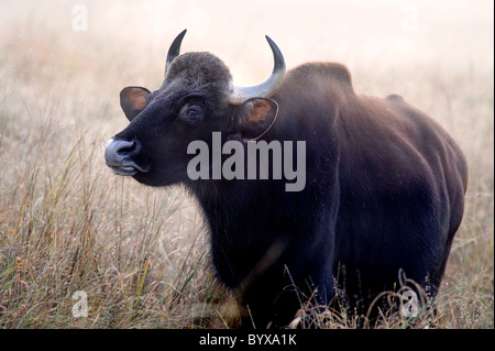 Gaur oder indische Bison Bos Gaurus Indien Stockfoto