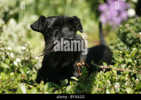 Zwergschnauzer / Miniature Schnauzer Stockfoto