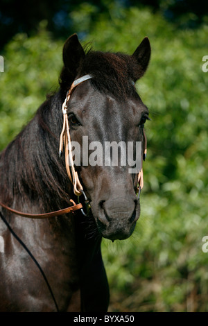 Rappe Portrait / Pferd Schwarz Stockfoto