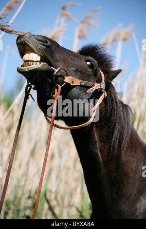 Rappe Portrait / Pferd Schwarz Stockfoto