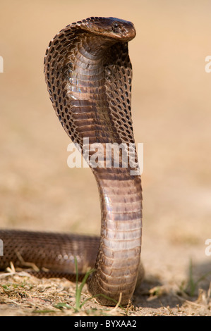 Ägyptische Kobra Schlange Naja Haje Indien Stockfoto