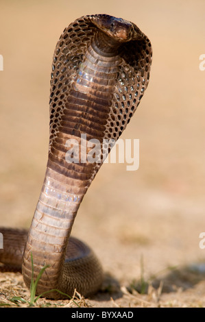 Ägyptische Kobra Schlange Naja Haje Indien Stockfoto