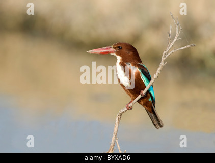 Weiße-Throated Kingfisher Halcyon Smyrnensis Indien Stockfoto