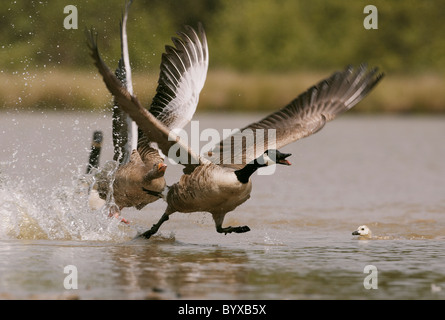 Graugans, Anser Anser jagen aus einer Kanadagans Branta Canadenis nachdem es auch bekam in der Nähe von frisch geschlüpften Küken Stockfoto