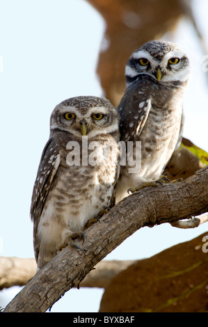 Gefleckte Owlet Athene Brama Indien Stockfoto