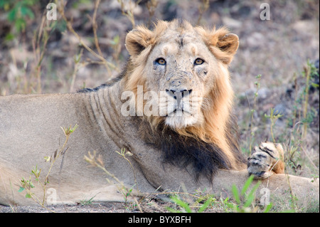 Asiatische Löwe Panthera Leo Persica Indien Stockfoto
