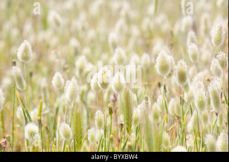 Grass Seed Heads Lesbos Insel Griechenland Stockfoto