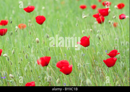 Feld Mohn Papaver Rhoeas Lesbos Insel Griechenland Stockfoto