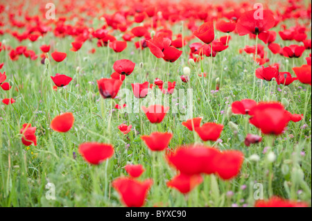 Feld Mohn Papaver Rhoeas Lesbos Insel Griechenland Stockfoto