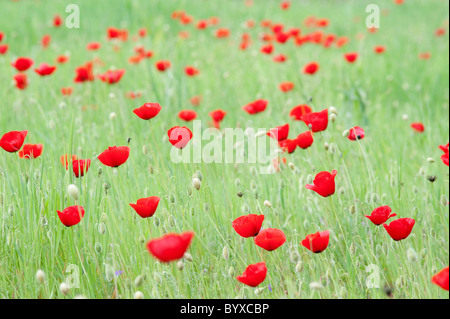 Feld Mohn Papaver Rhoeas Lesbos Insel Griechenland Stockfoto