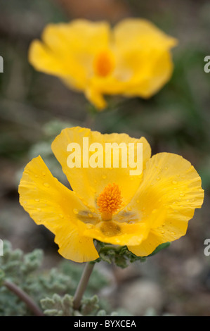 Gelbe gehörnten Mohn Glaucium Flavum Lesbos Griechenland Stockfoto