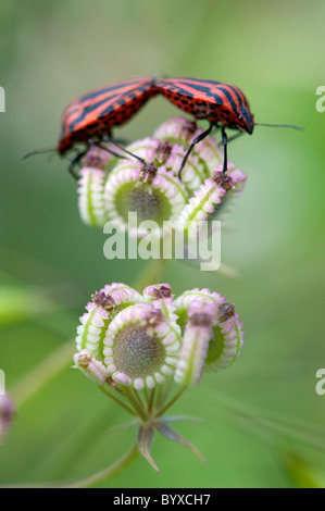 Minnesänger Fehler Graphosoma unsere Lesbos Griechenland Stockfoto