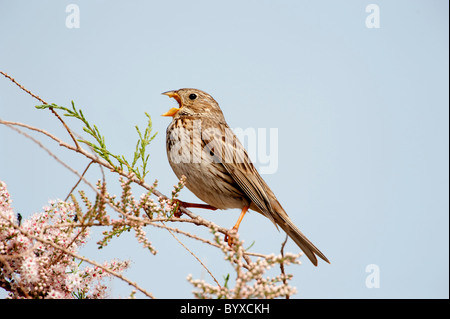 Corn Sie Bunting Miliaria Calandra Lesbos Insel Stockfoto