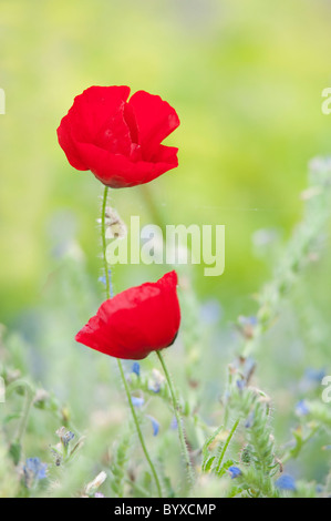 Feld Mohn Papaver Rhoeas Lesbos Insel Griechenland Stockfoto