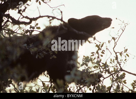 Schwarzer Bär, Eiche, Sequoia und Kings Canyon Nationalpark, Kalifornien, Schwarzbär, Stockfoto