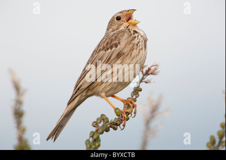 Corn Sie Bunting Miliaria Calandra Lesbos Insel Stockfoto