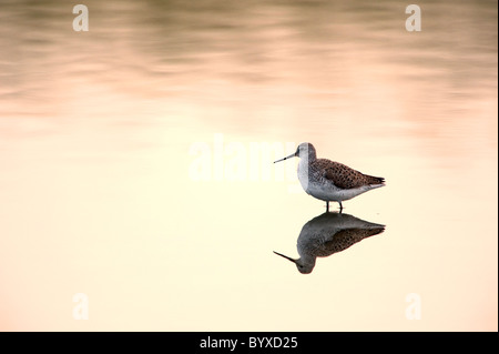 Wood Sandpiper Tringa Glareola Lesbos Griechenland Stockfoto