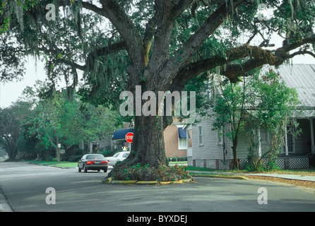 konstruiert um alte Eichen-Baum in Fernandina Beach auf Amelia Island Florida Straße Stockfoto