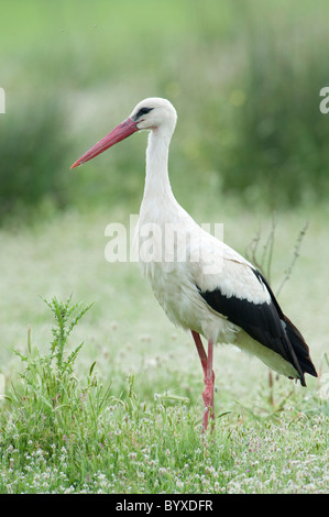 Weißstorch-Ciconia Ciconia Lesbos Insel Griechenland Stockfoto