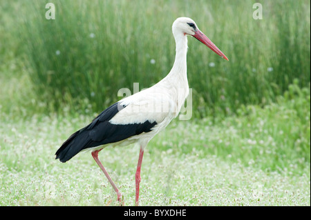 Weißstorch-Ciconia Ciconia Lesbos Insel Griechenland Stockfoto