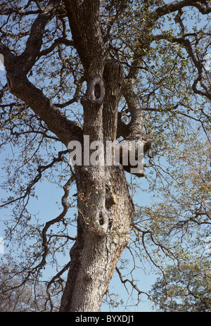 Schwarzer Bär, Eiche, Sequoia und Kings Canyon Nationalpark, Kalifornien, Schwarzbär, Stockfoto